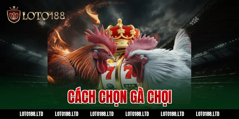 cách chọn gà chọi